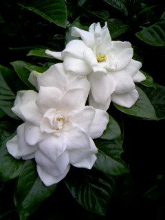 f0061067_15471392.jpg