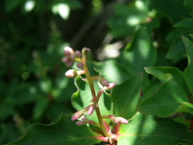 c0042869_2031929.jpg