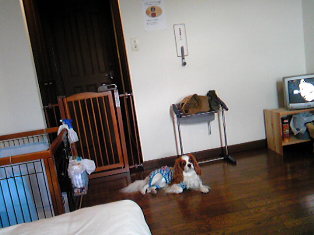d0044986_7325418.jpg