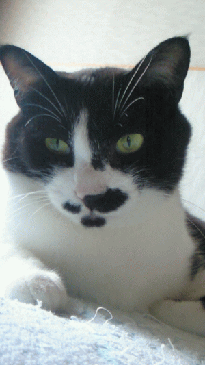 d0100192_2395820.gif