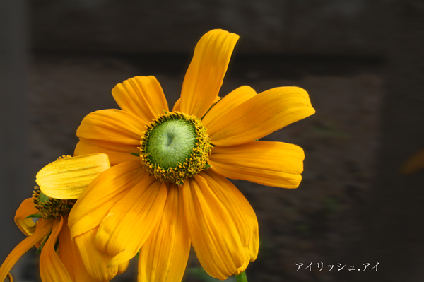 f0001895_15472493.jpg