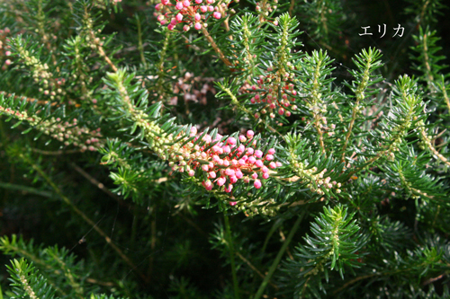 f0001895_15491973.jpg
