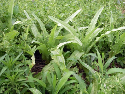 f0135908_684563.jpg