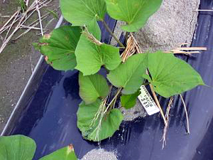 b0076710_16131138.jpg
