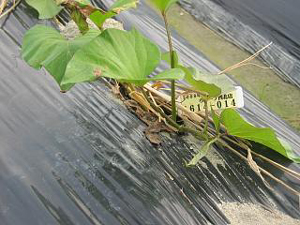 b0076710_1614626.jpg