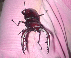f0061013_7413253.gif