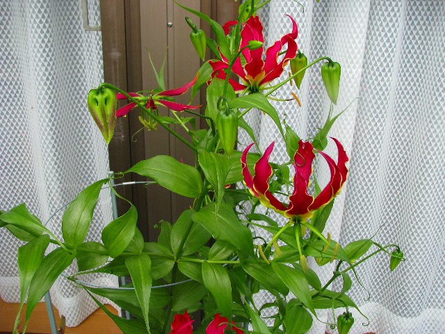 a0004023_7131785.jpg