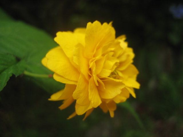 d0147727_2322353.jpg