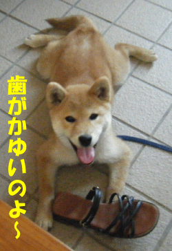 f0008935_1233649.gif