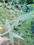 e0107539_22263782.jpg