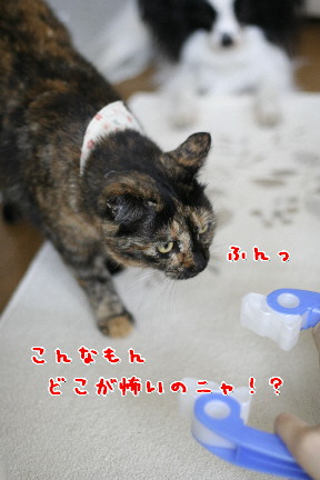 d0013149_914850.jpg