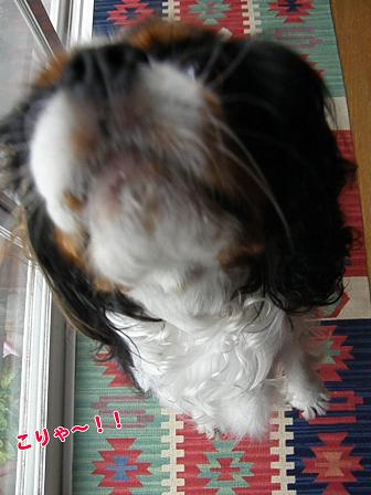 c0145250_11174886.jpg