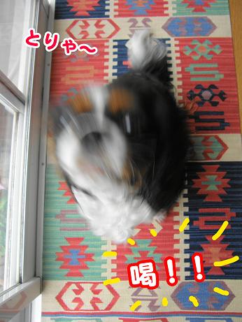 c0145250_1122488.jpg