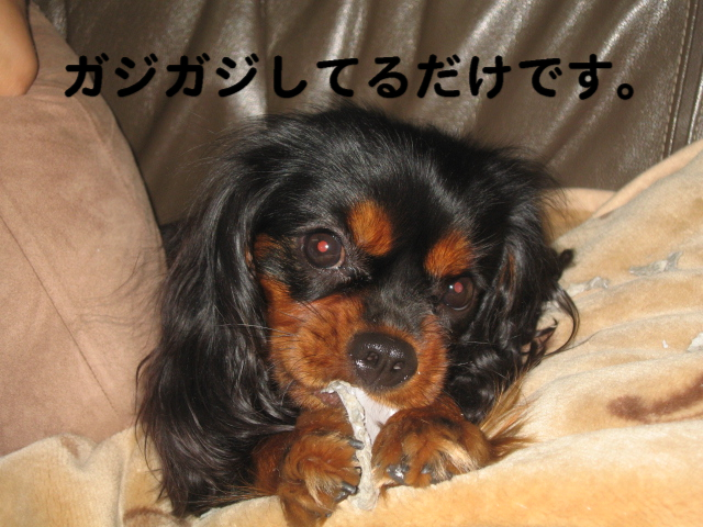 a0101958_11435661.jpg