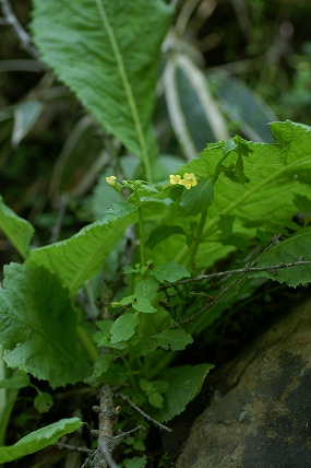e0054067_23111799.jpg