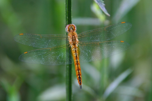 d0102968_627236.jpg