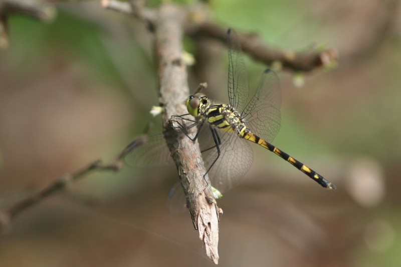 b0088772_20223364.jpg
