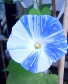 b0134673_17312472.jpg