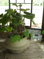 c0129702_20253552.gif