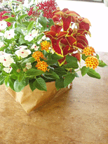 c0129702_20293489.gif