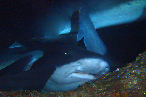 b0044726_2241465.jpg