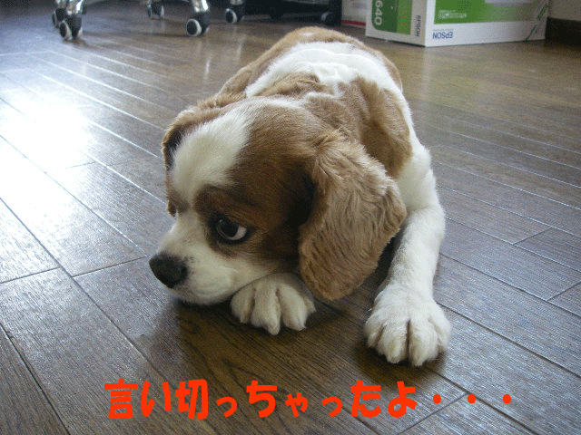 c0136838_15112678.gif