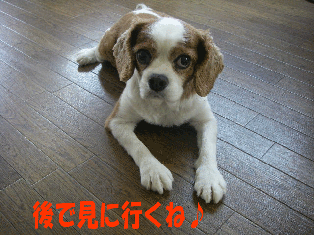 c0136838_167987.gif