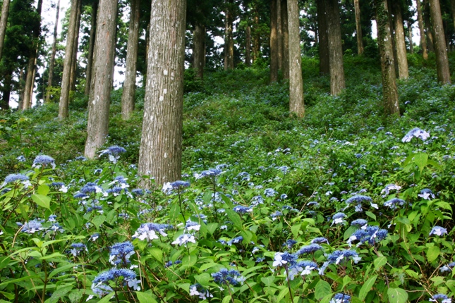 e0083238_23584937.jpg