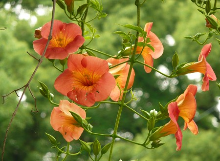 c0057946_2044159.jpg