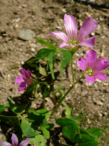 a0024250_0273578.jpg