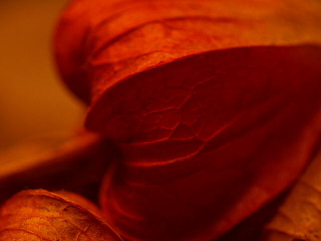 a0007388_1714256.jpg