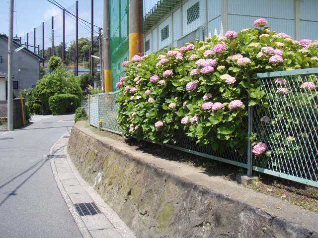 c0008598_2033726.jpg