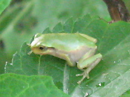 f0128316_7507.jpg