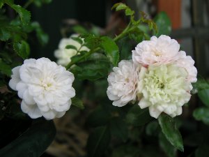 b0031925_9265530.jpg