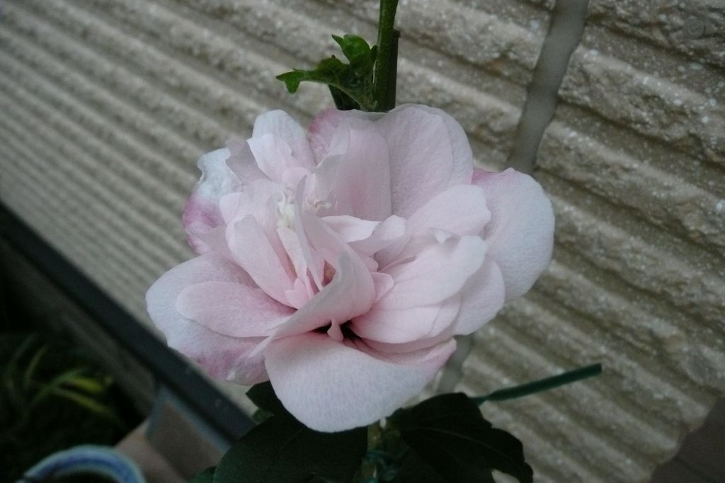 e0033229_21565520.jpg