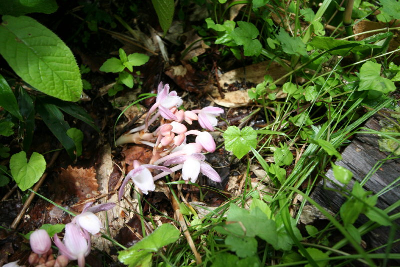 f0017530_1646173.jpg