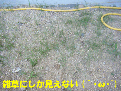 f0008935_1645396.gif