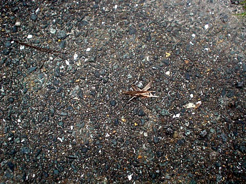 b0016043_7555514.jpg