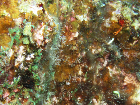 b0062363_7542424.jpg