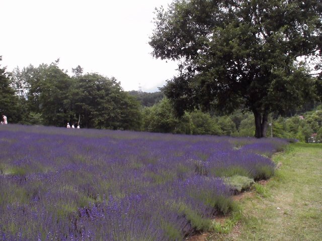 d0150967_1714227.jpg