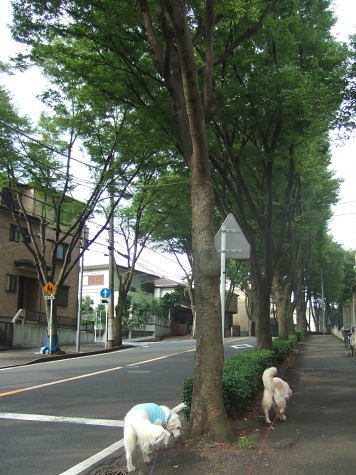b0136381_20124552.jpg