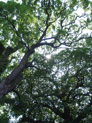 e0145805_081240.jpg