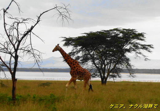 b0051109_9103574.jpg