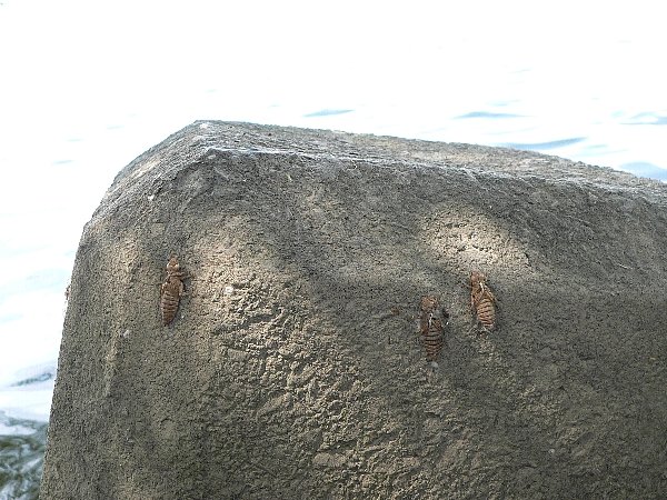 e0002314_1654404.jpg