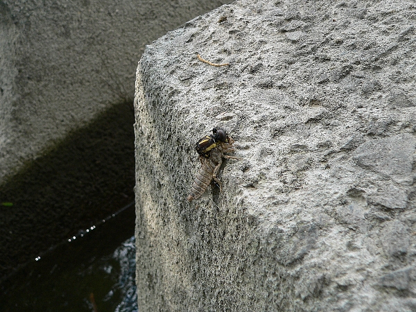 e0002314_1655198.jpg