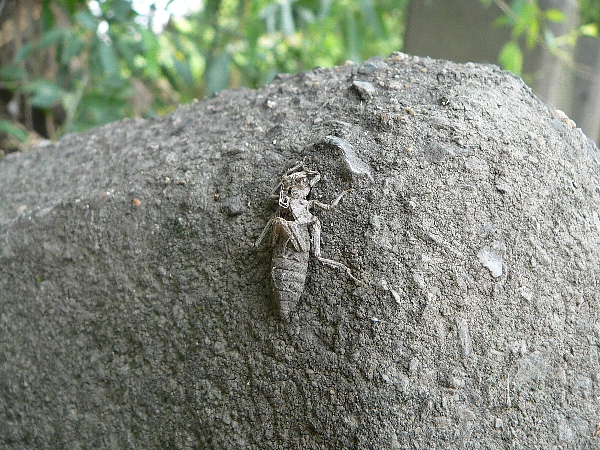 e0002314_1725376.jpg