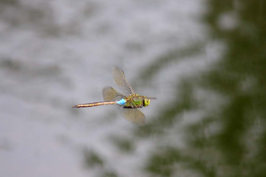 d0085715_23475097.jpg