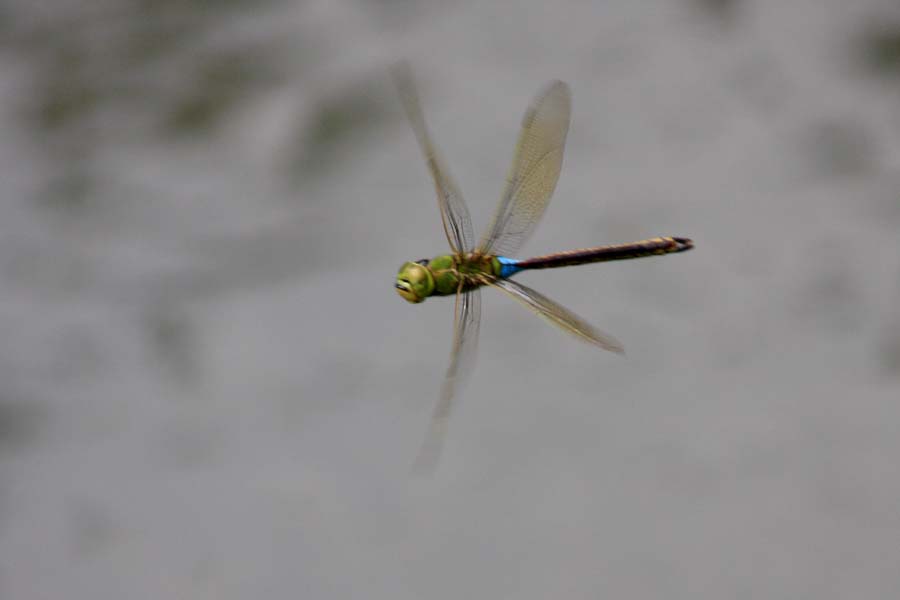 d0085715_2348219.jpg