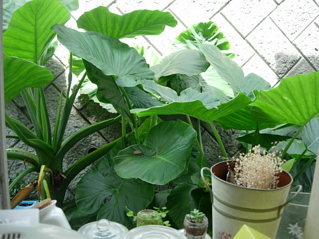 c0085916_12531346.jpg
