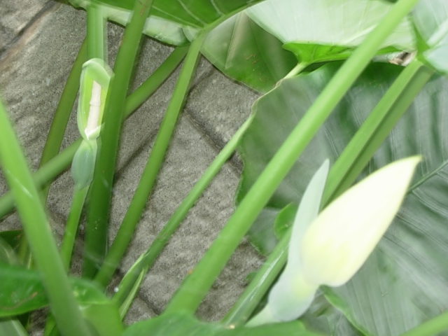 c0085916_1254767.jpg